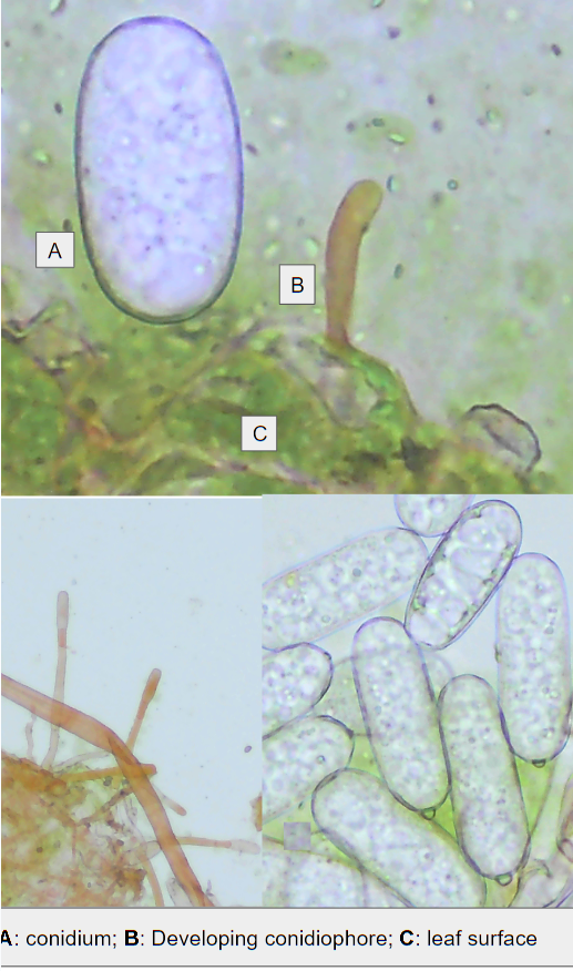 Erysiphe pisi