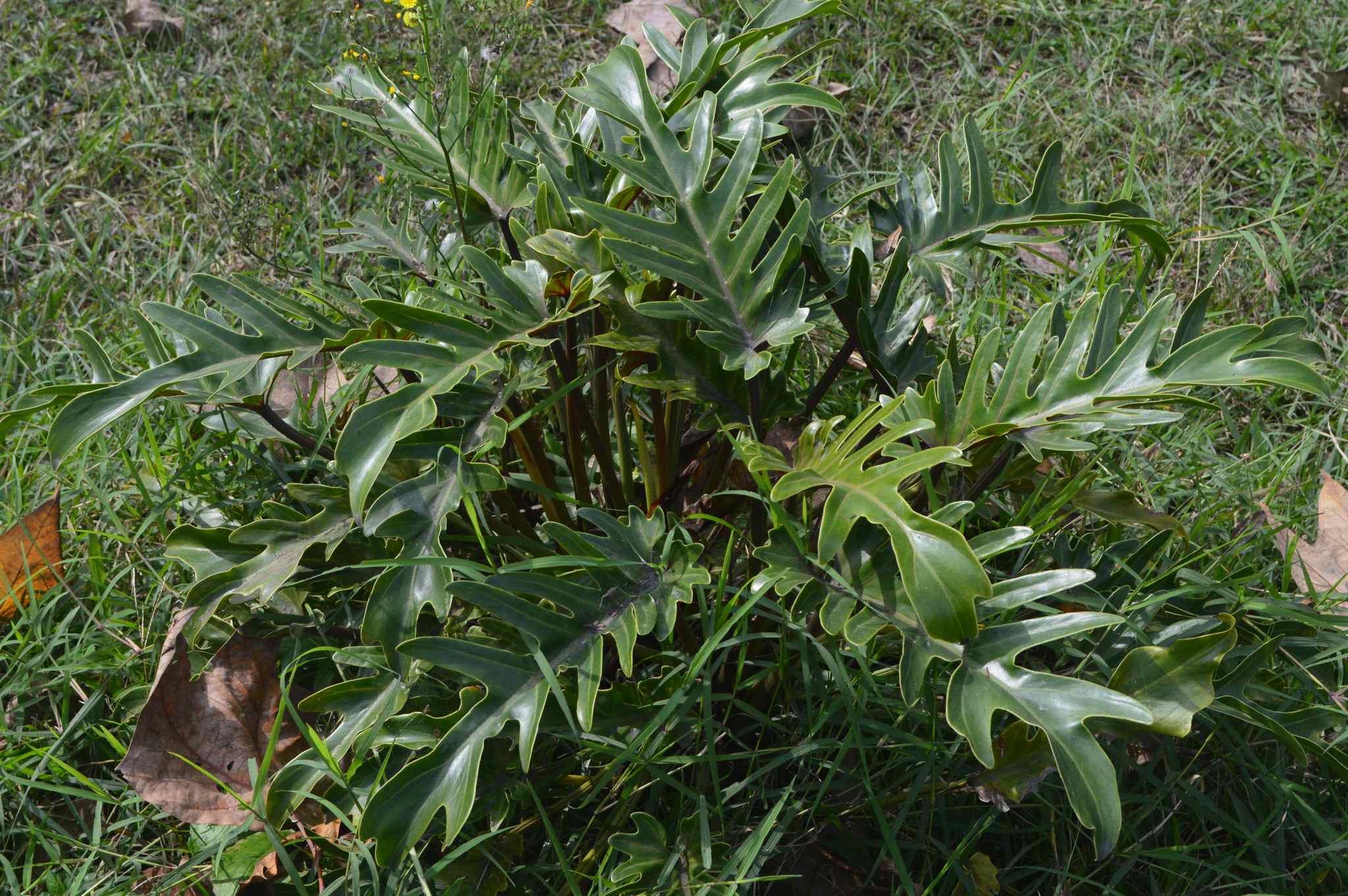 Thaumatophyllum xanadu