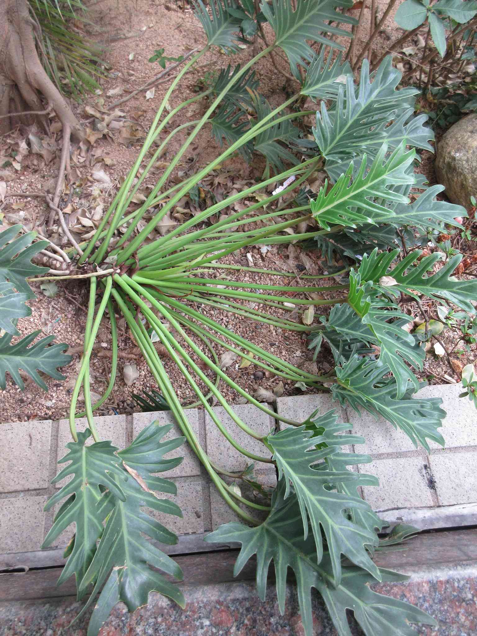Thaumatophyllum xanadu