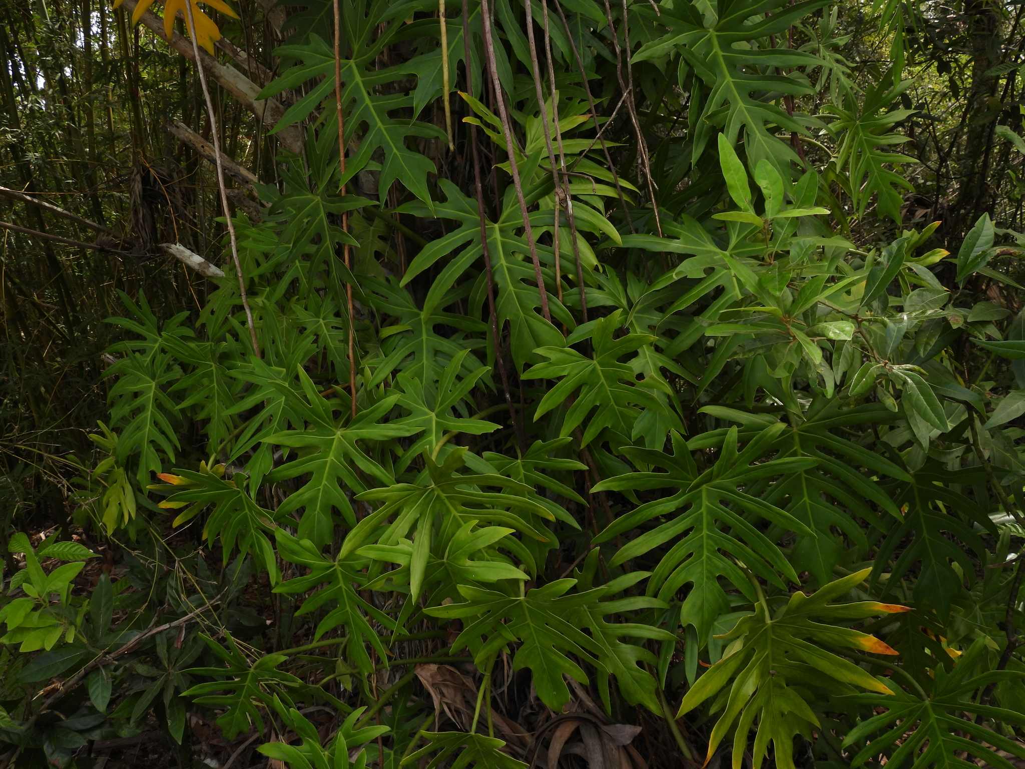 Thaumatophyllum xanadu