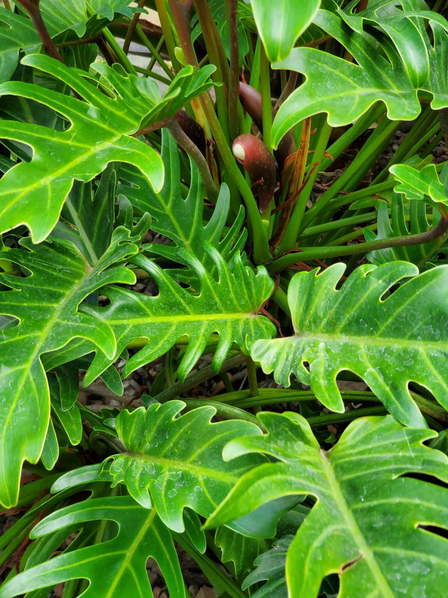 Thaumatophyllum xanadu