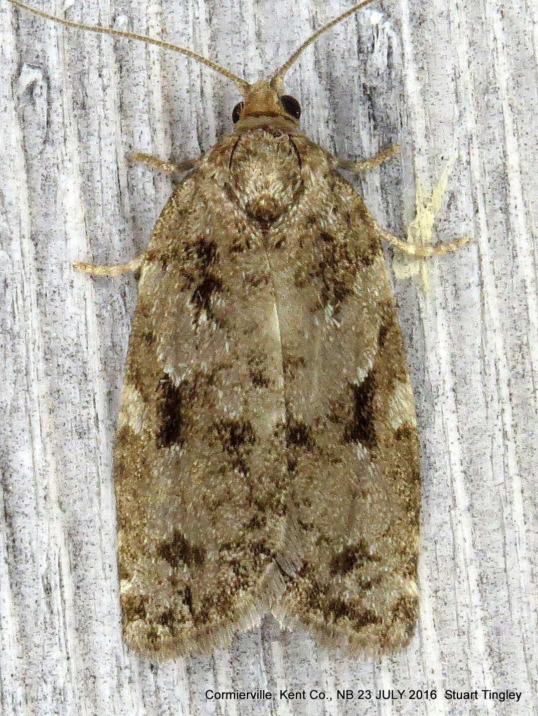Choristoneura fumiferana