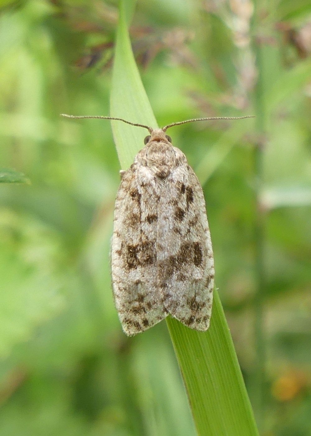 Choristoneura fumiferana