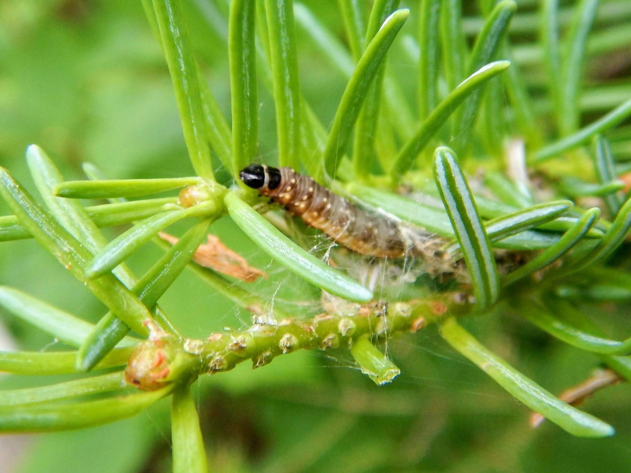 Choristoneura fumiferana