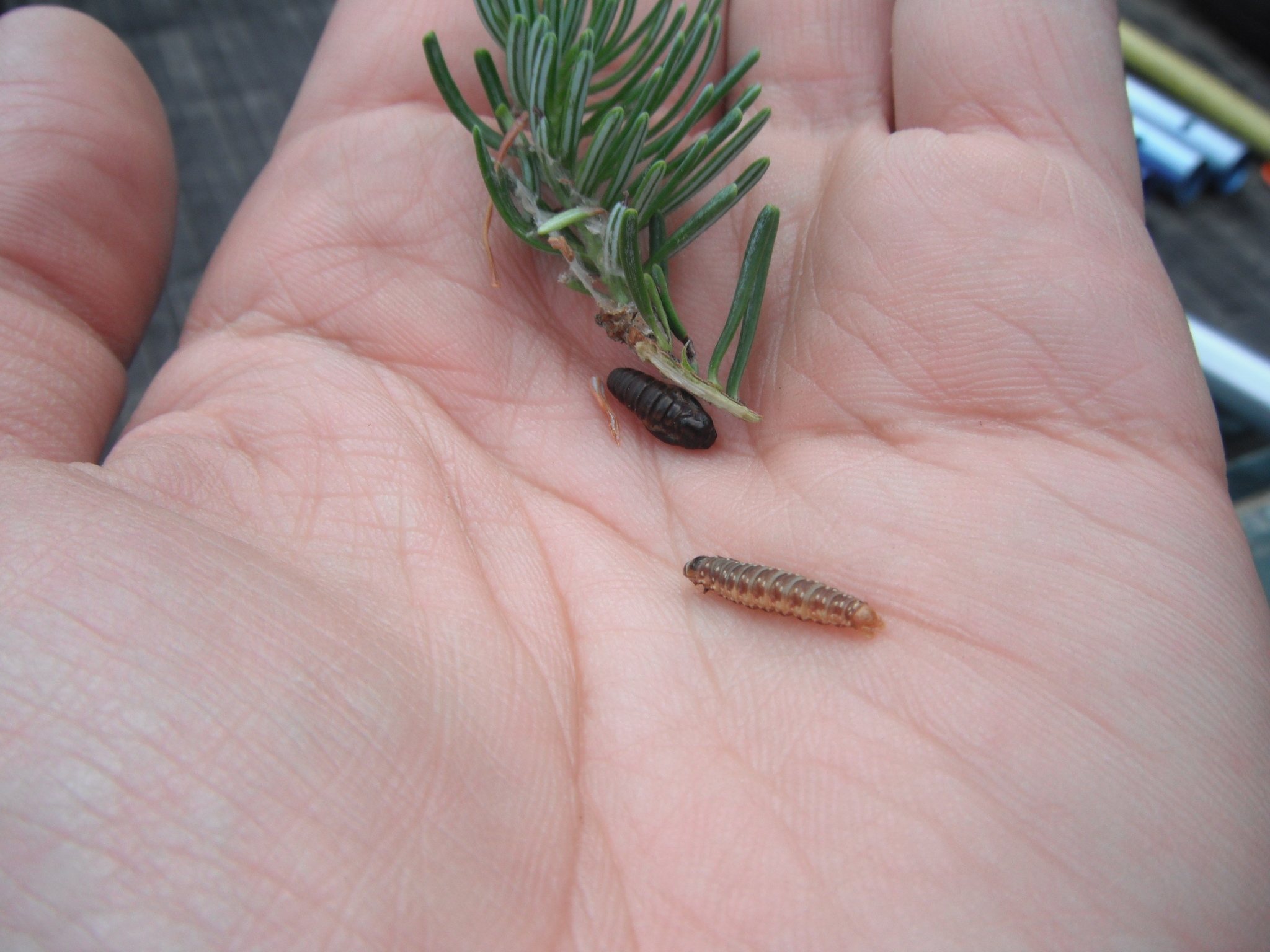 Choristoneura fumiferana