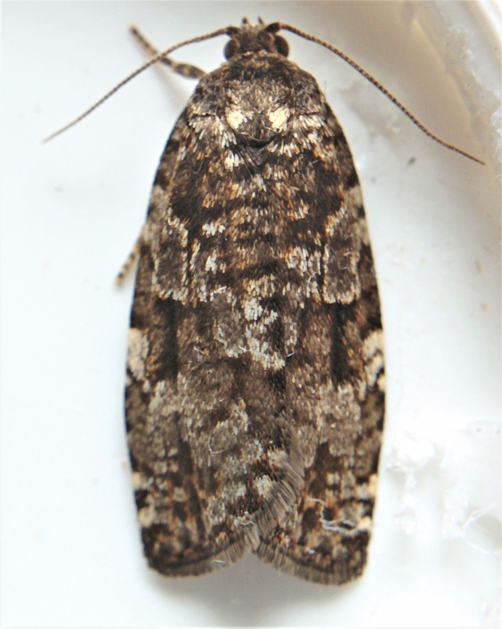 Choristoneura fumiferana