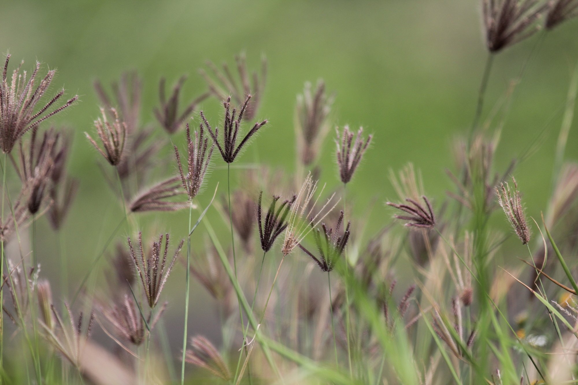 Chloris barbata