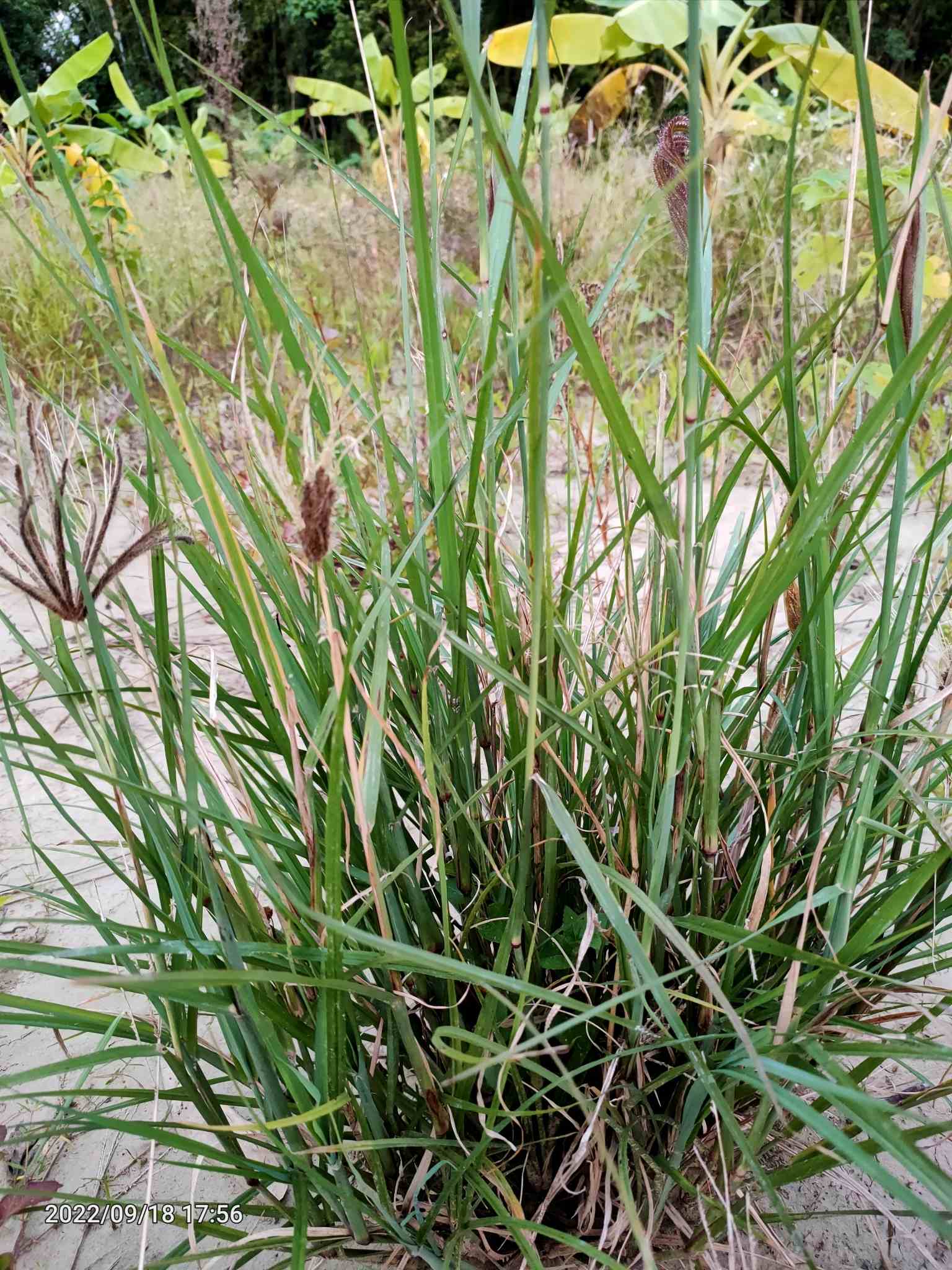 Chloris barbata