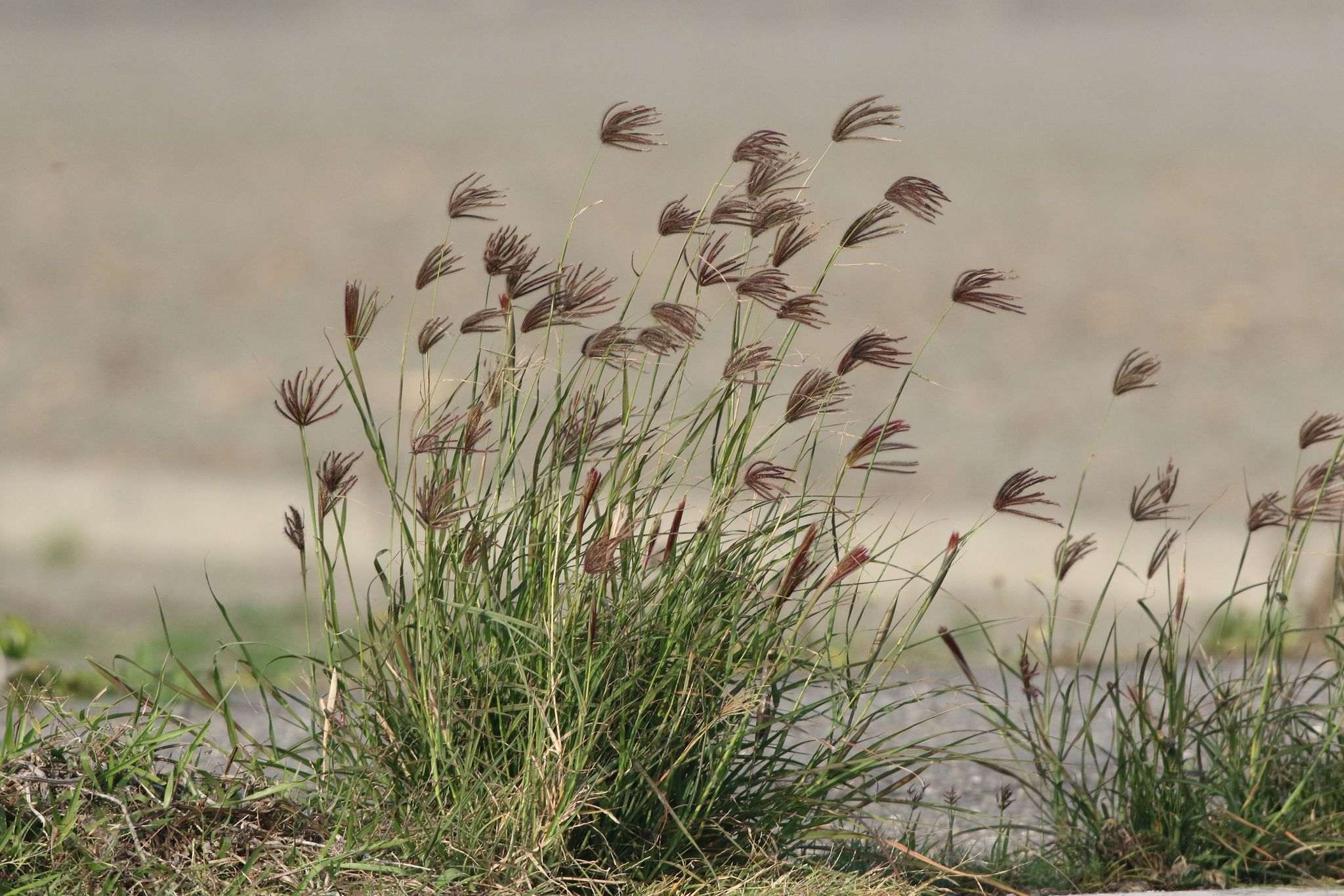 Chloris barbata