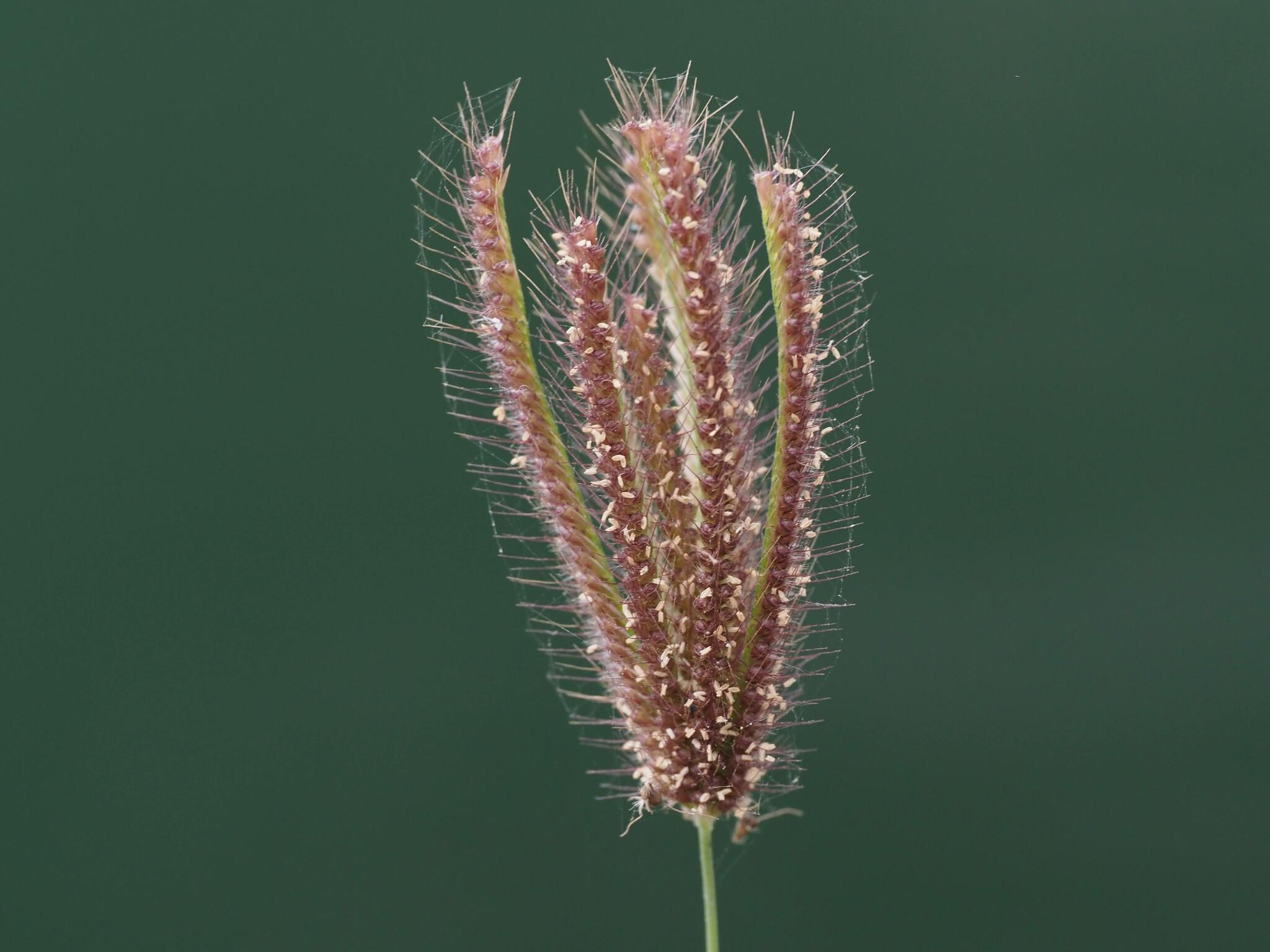 Chloris barbata