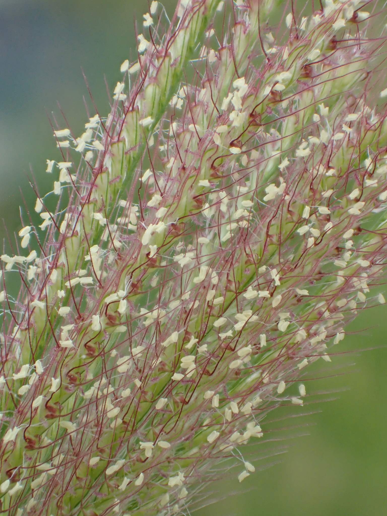 Chloris barbata