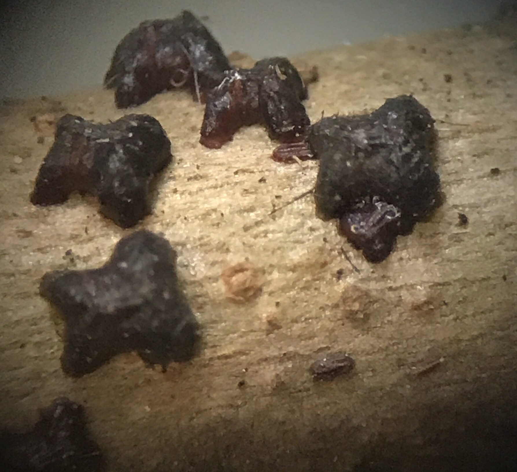 Paratachardina pseudolobata
