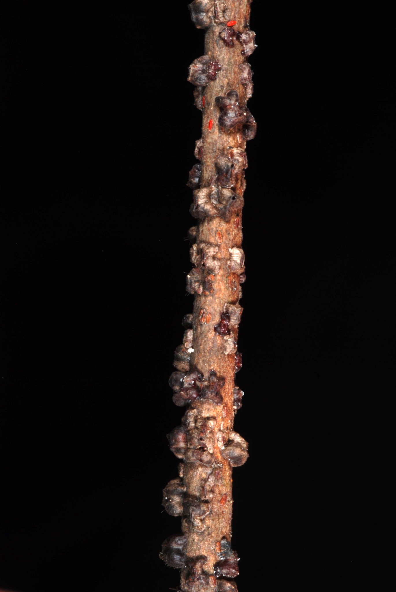 Paratachardina pseudolobata