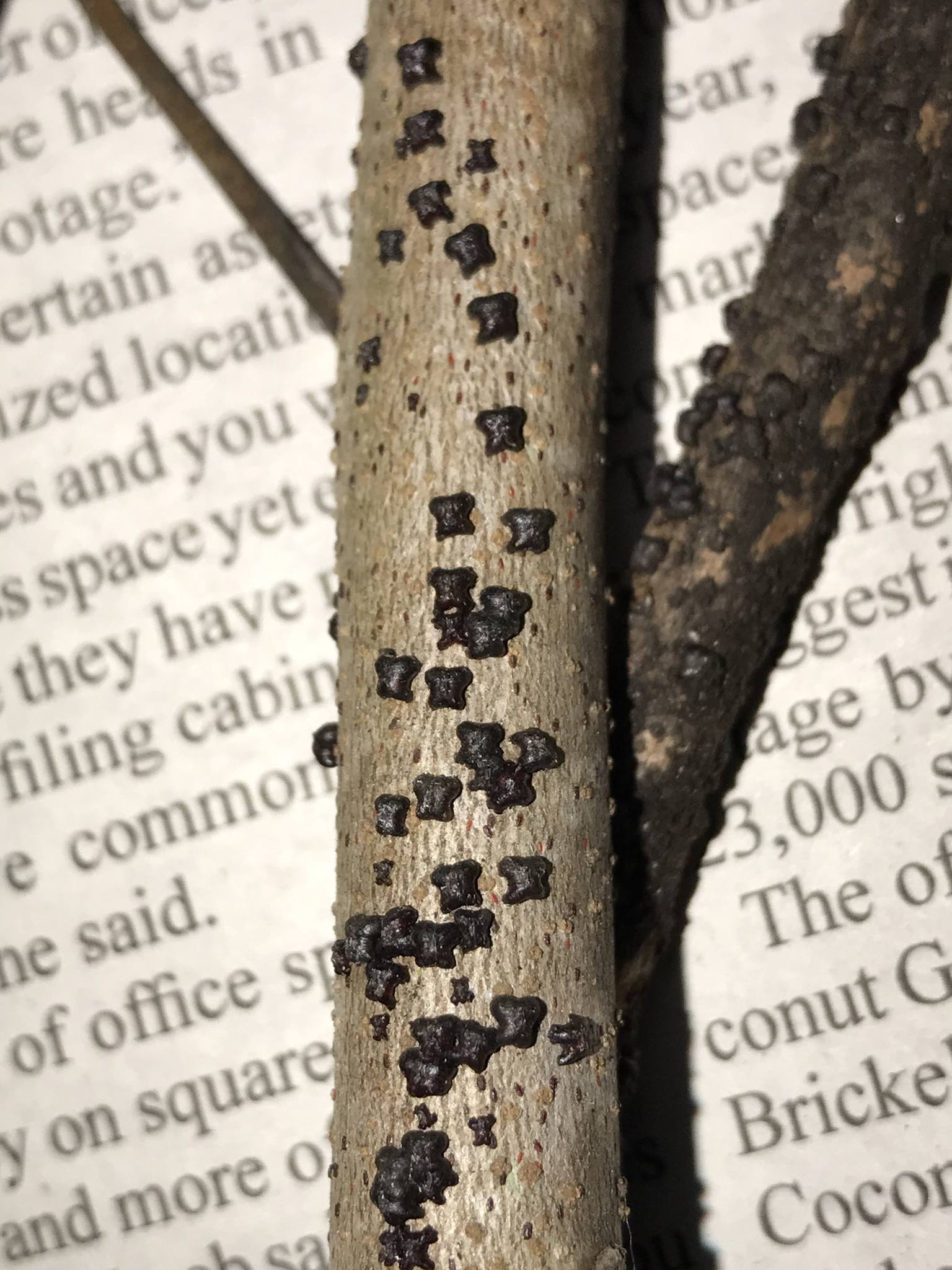 Paratachardina pseudolobata