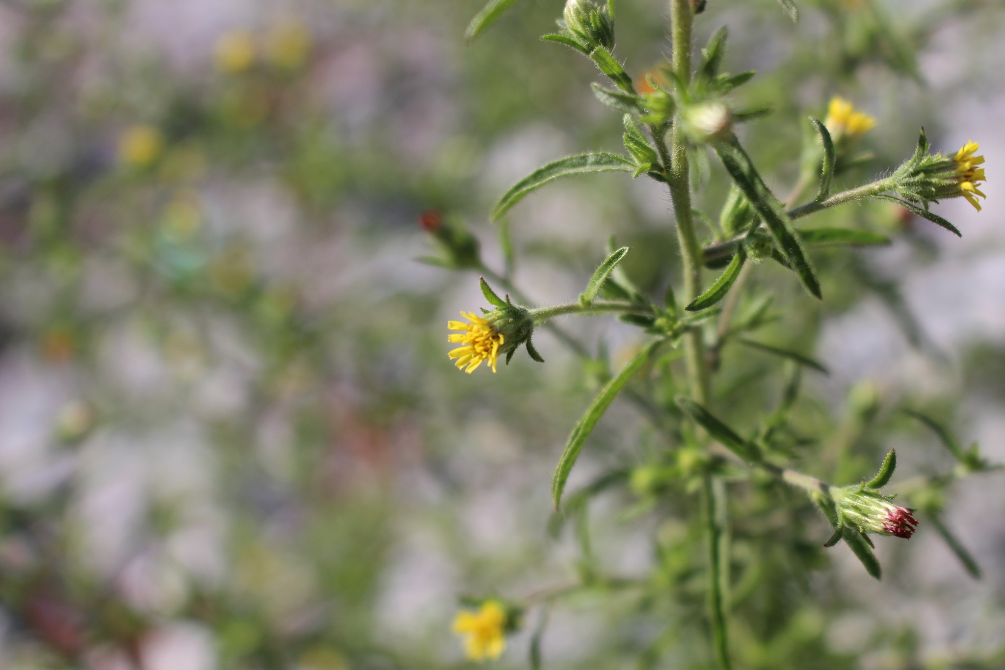 Dittrichia graveolens
