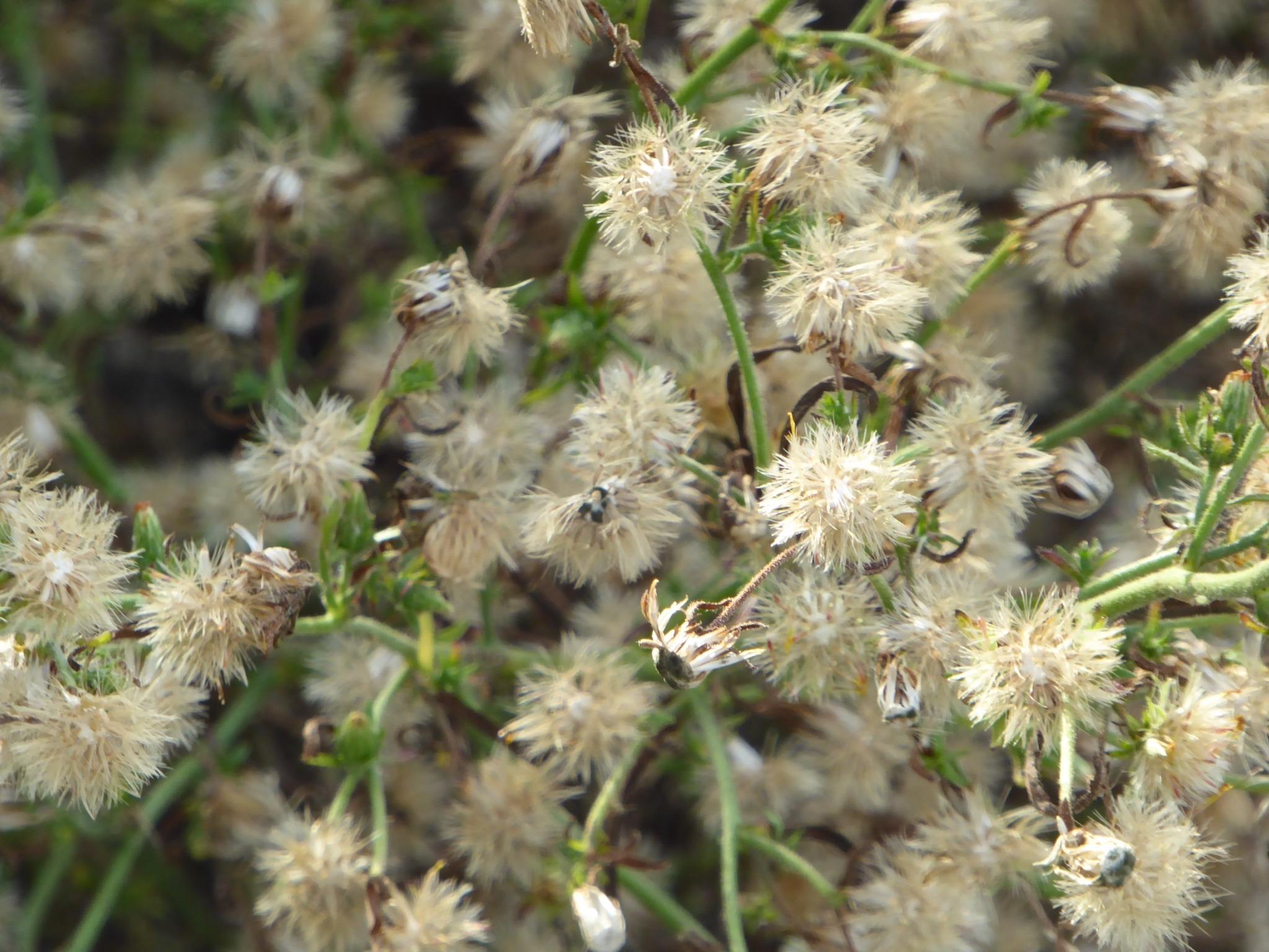 Dittrichia graveolens