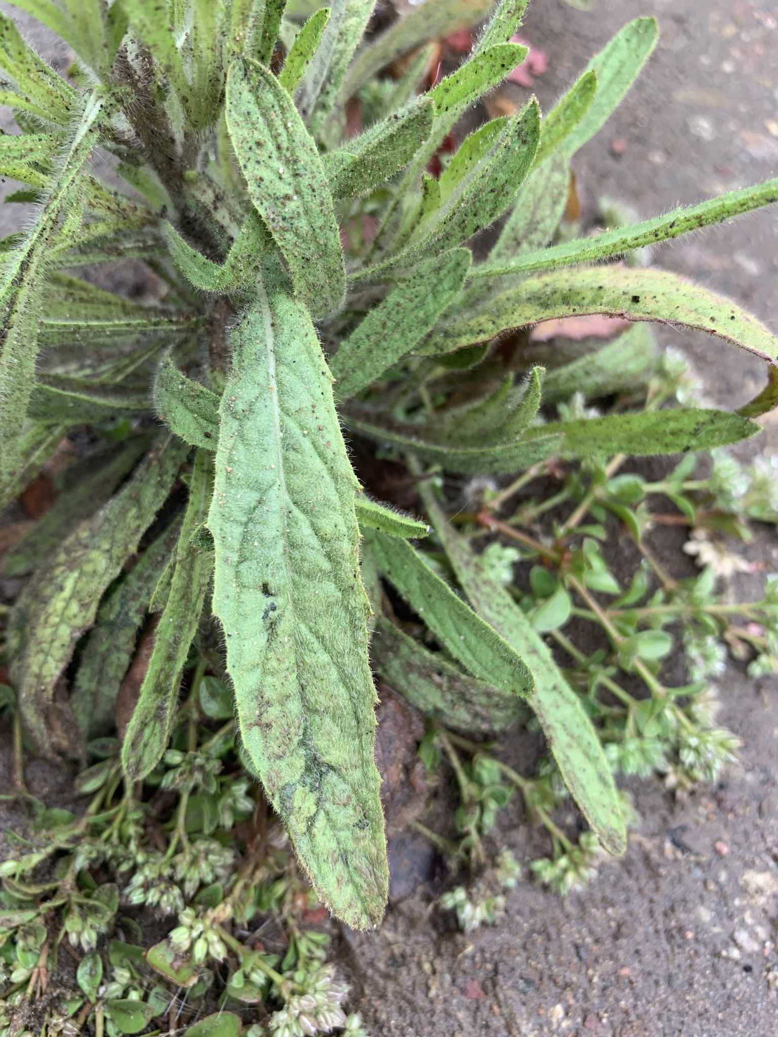 Dittrichia graveolens