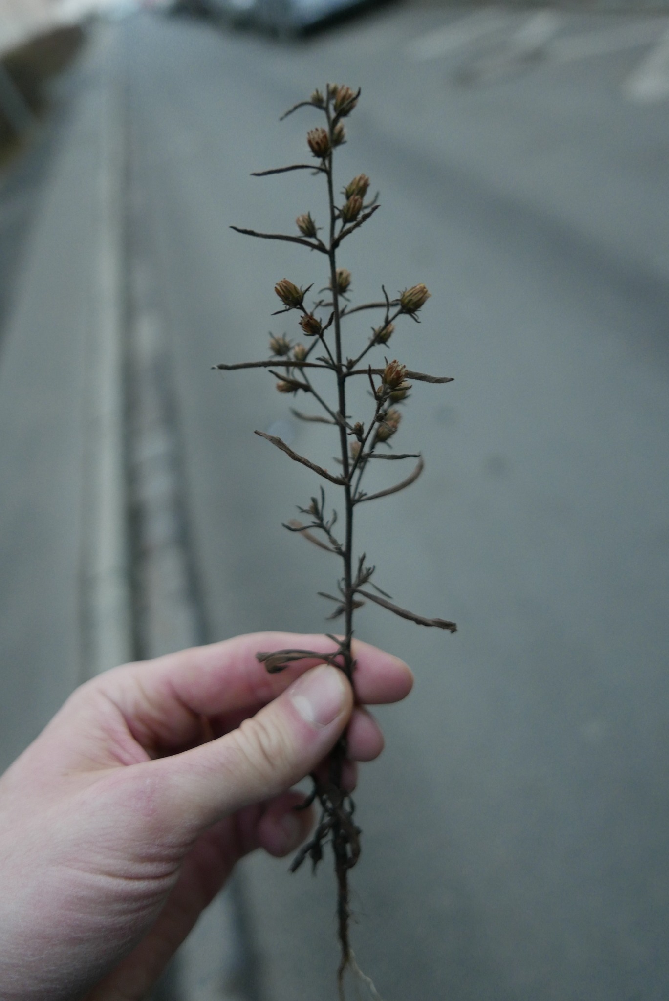 Dittrichia graveolens