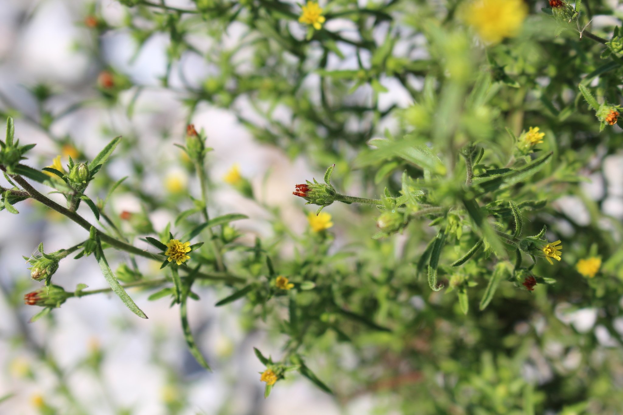 Dittrichia graveolens