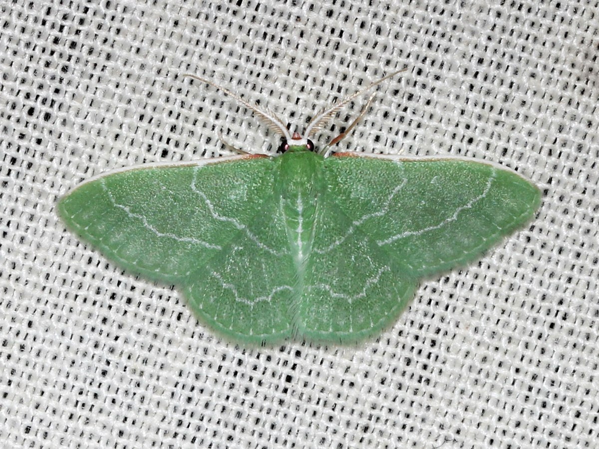 Synchlora