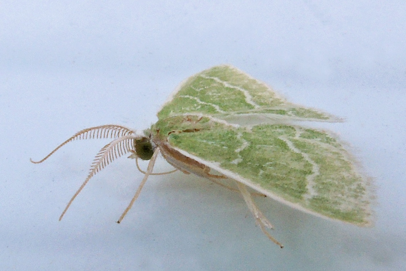 Synchlora
