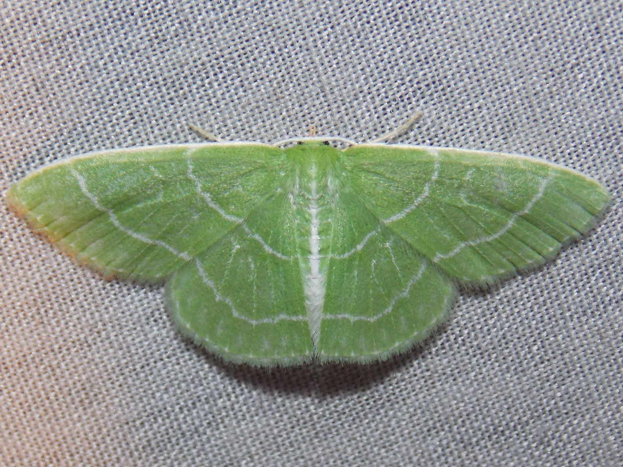 Synchlora