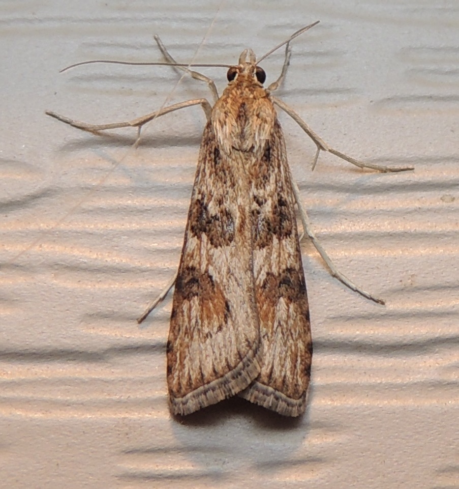 Nomophila