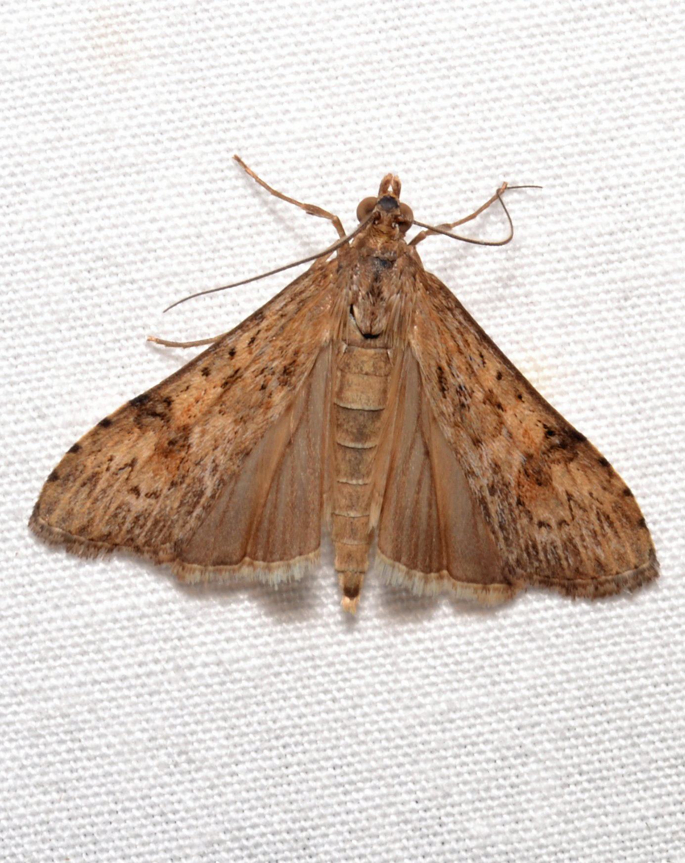 Nomophila