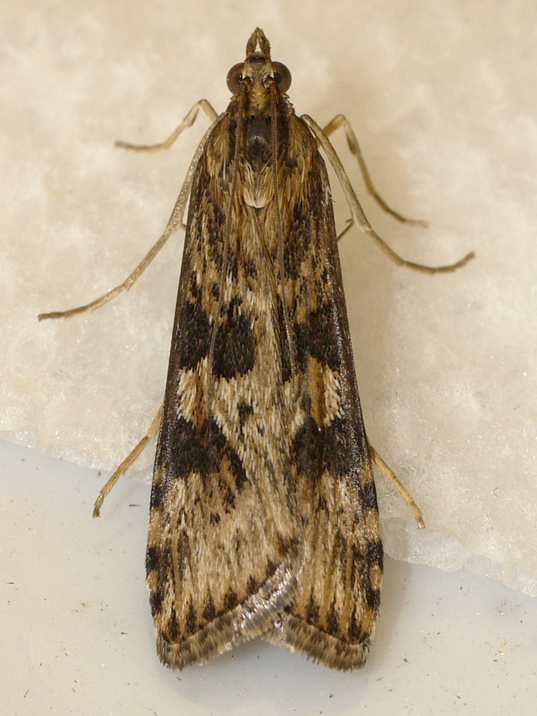 Nomophila