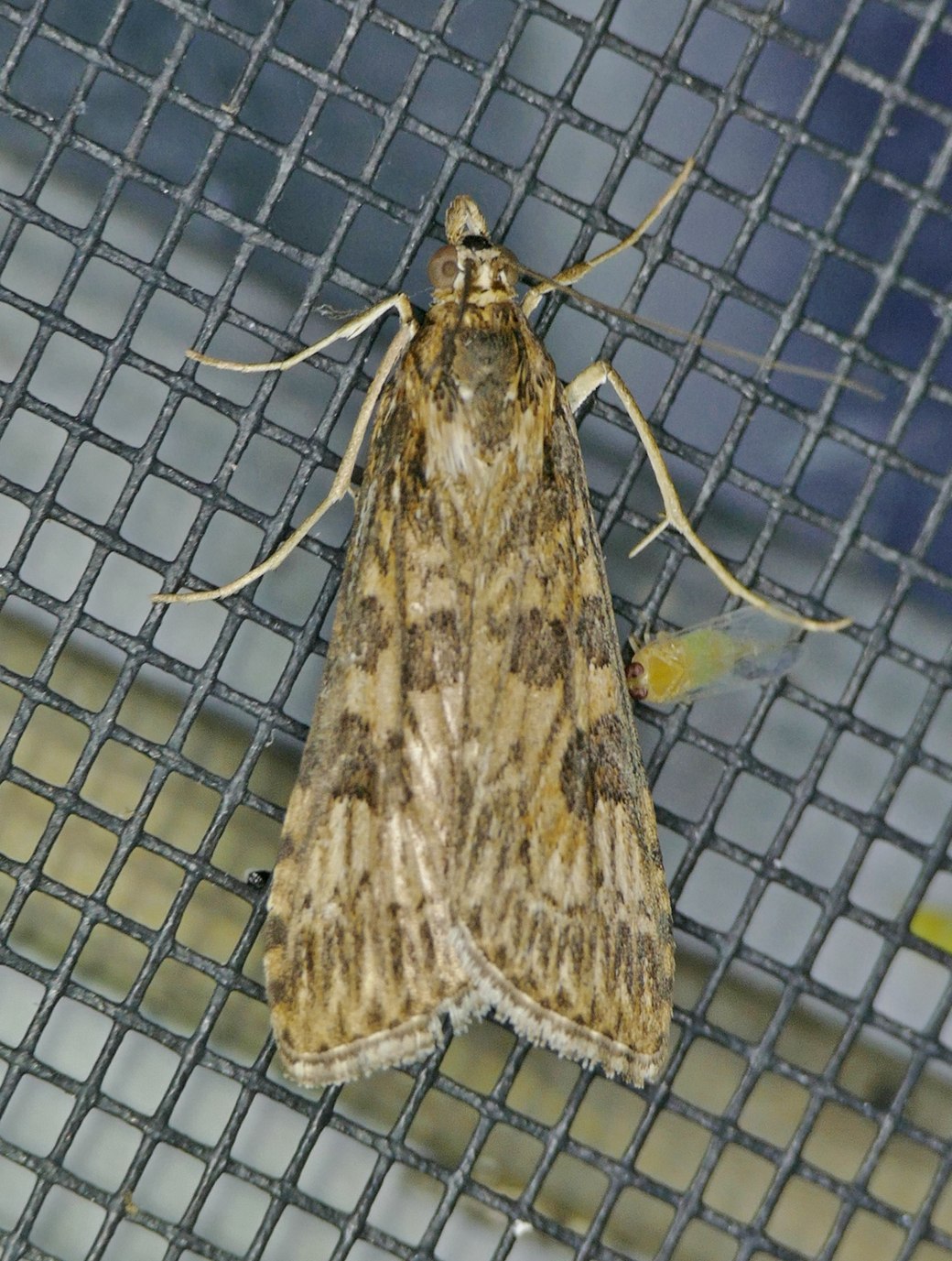 Nomophila