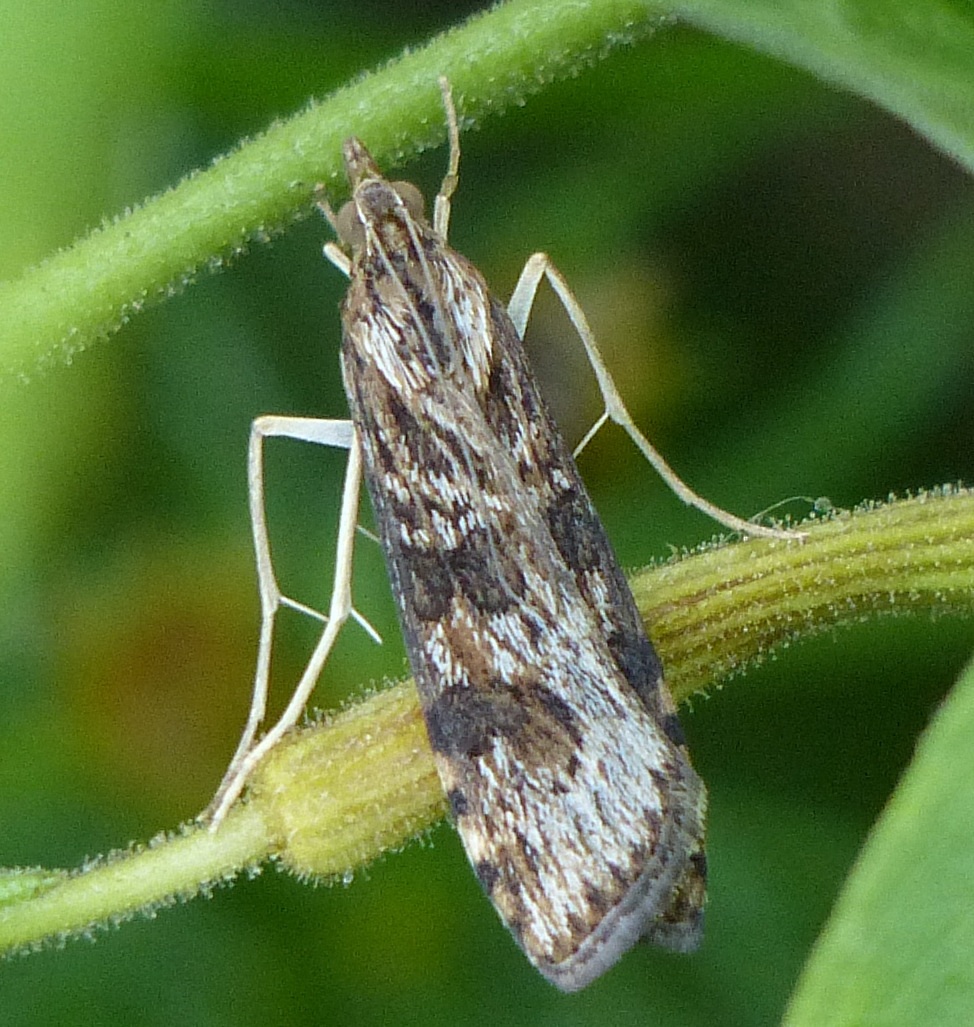 Nomophila