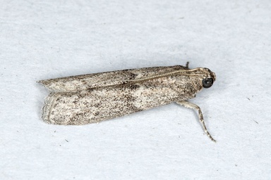 Cadra calidella