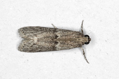 Cadra calidella