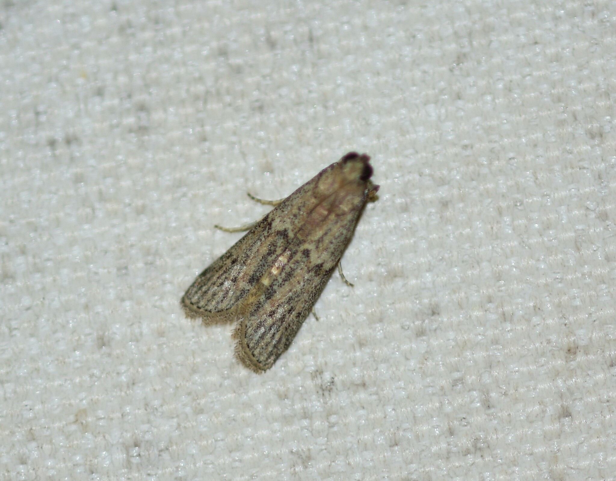 Cadra calidella