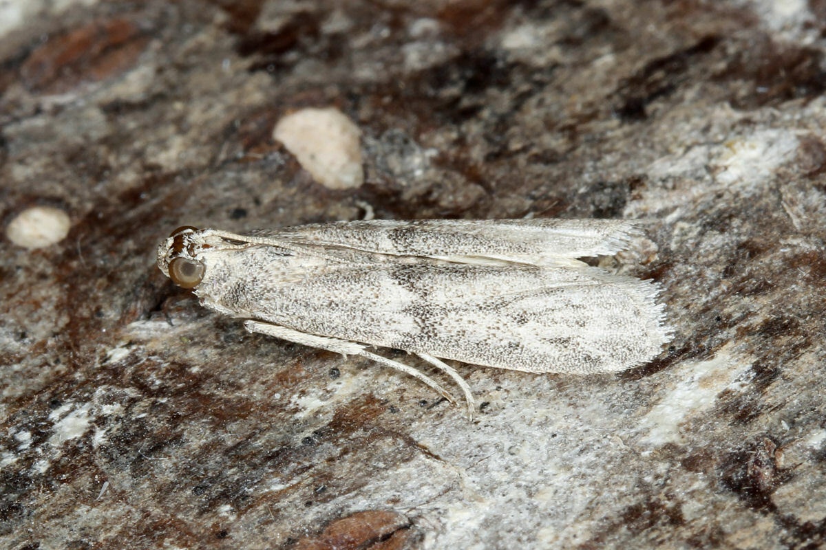 Cadra calidella