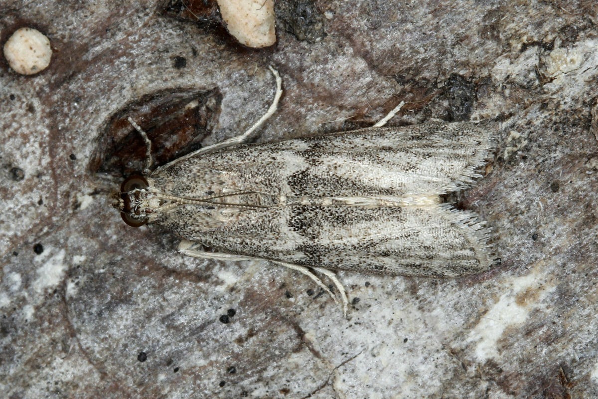 Cadra calidella