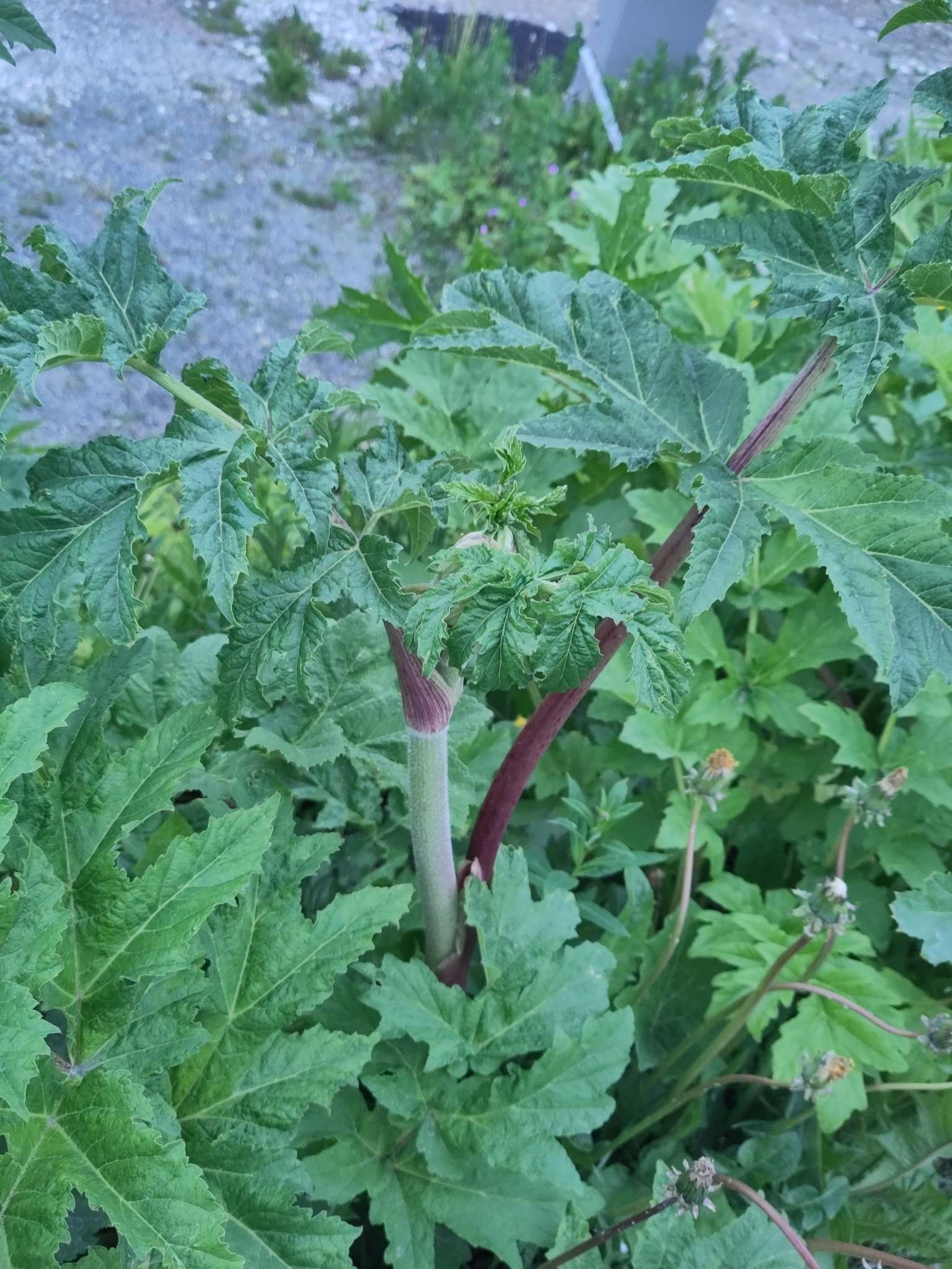 Heracleum persicum