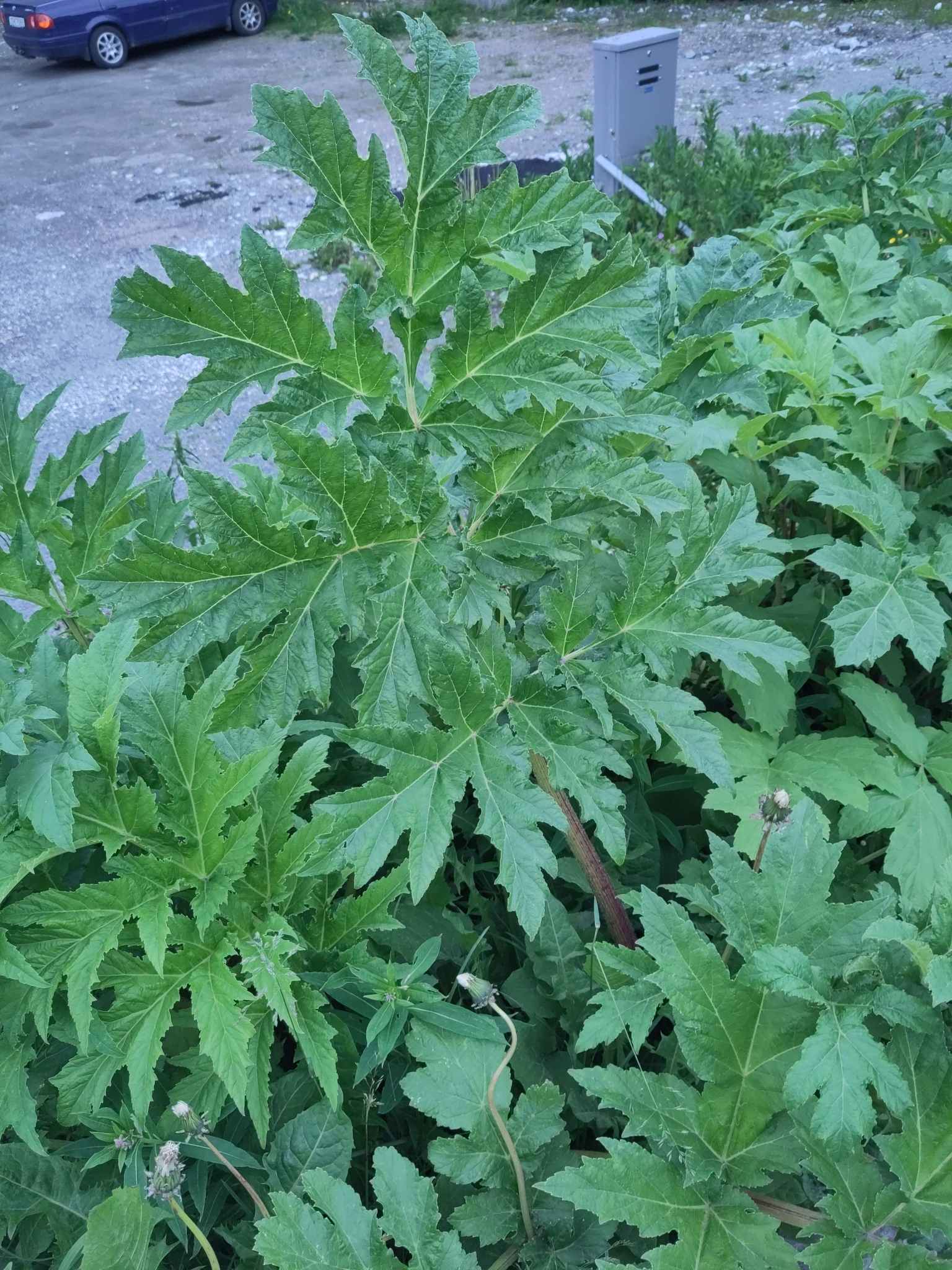 Heracleum persicum