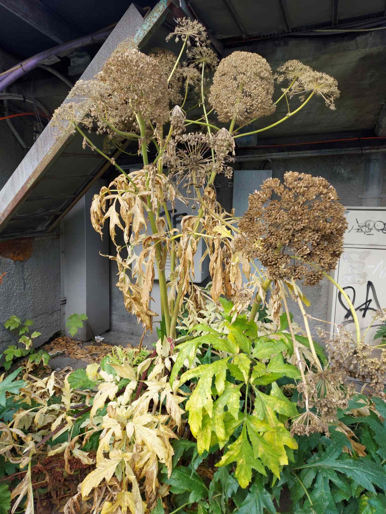 Heracleum persicum