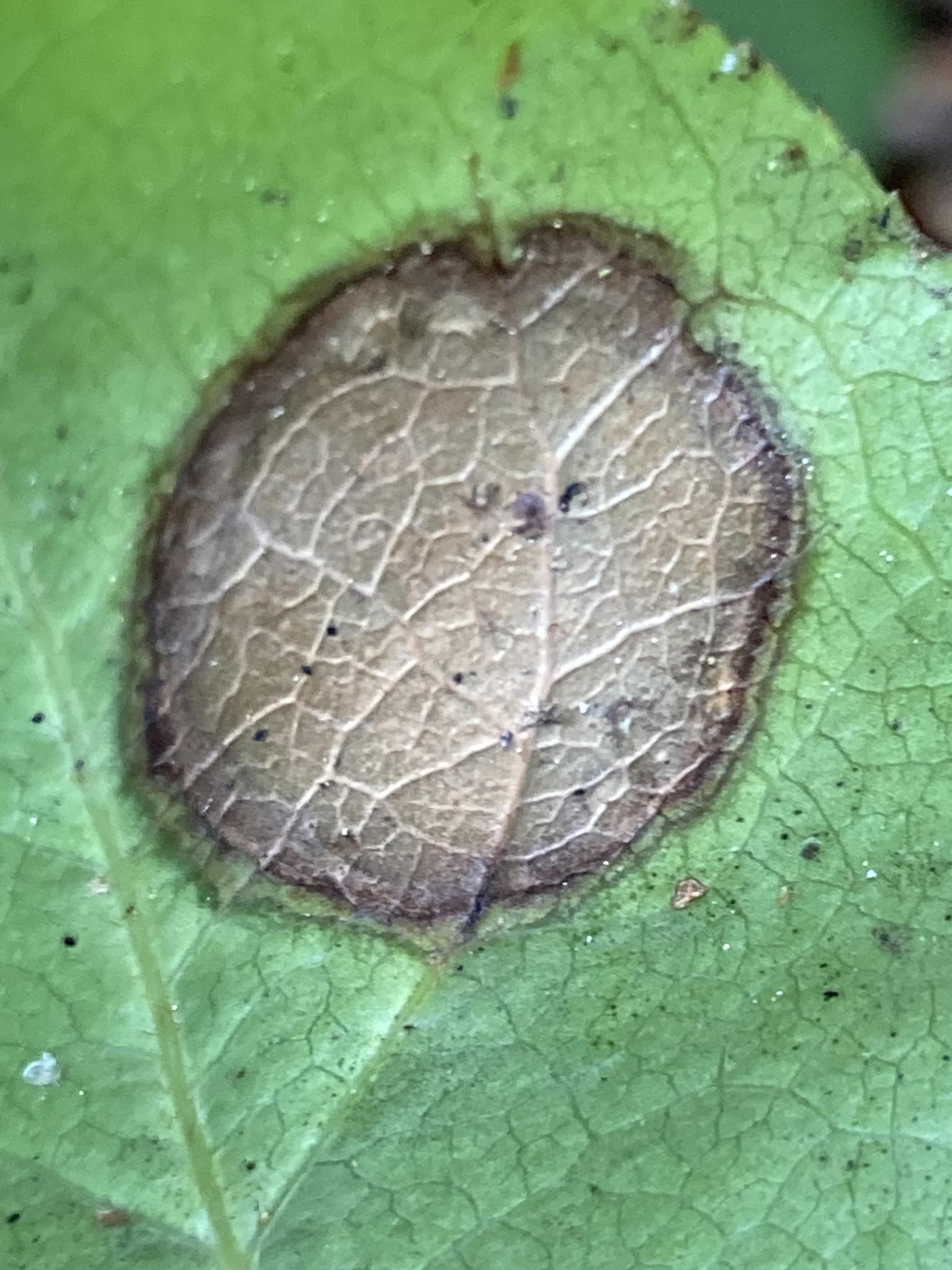 Valdensinia heterodoxa