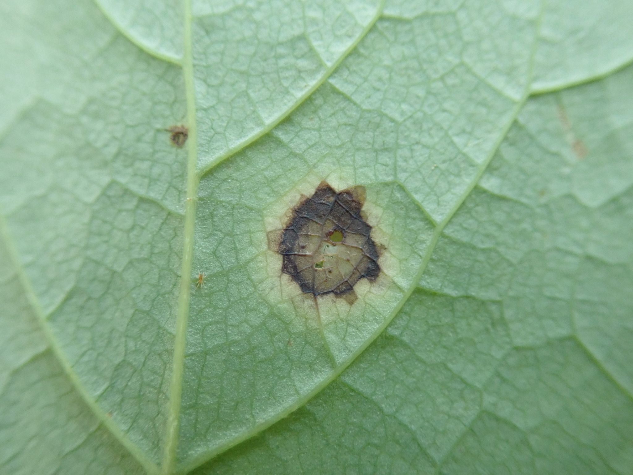 Valdensinia heterodoxa