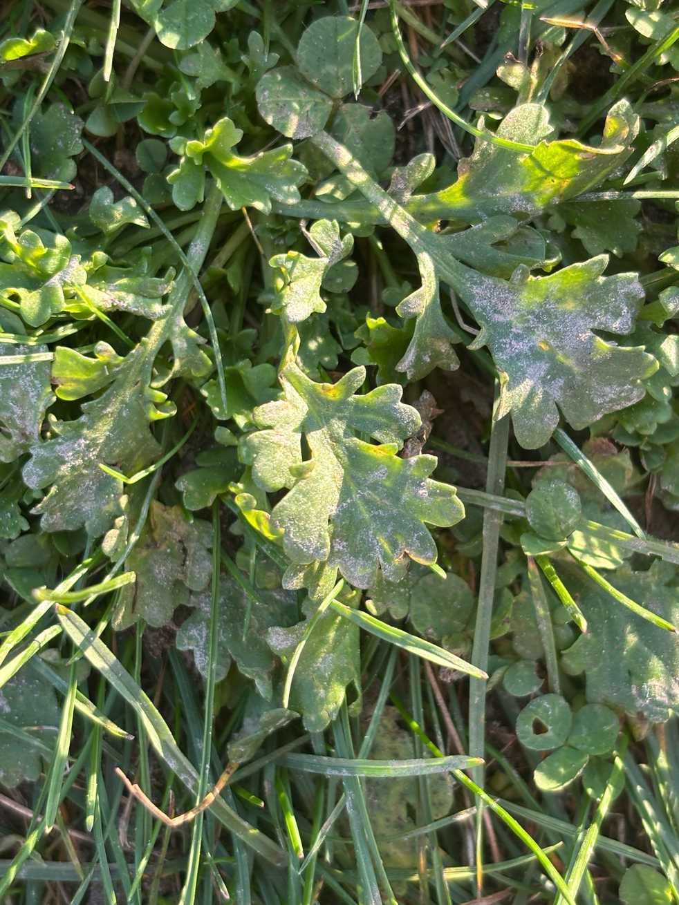 Golovinomyces chrysanthemi