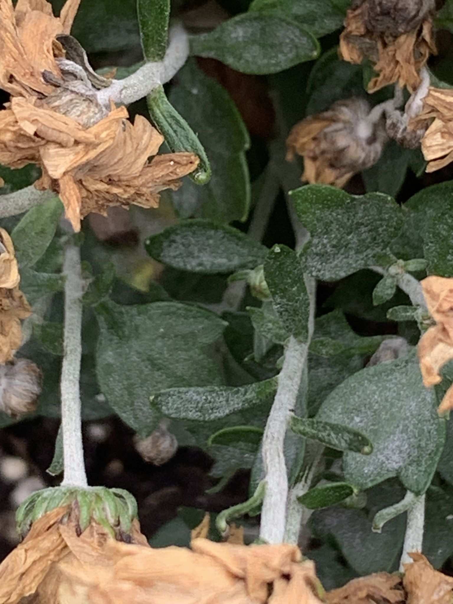 Golovinomyces chrysanthemi