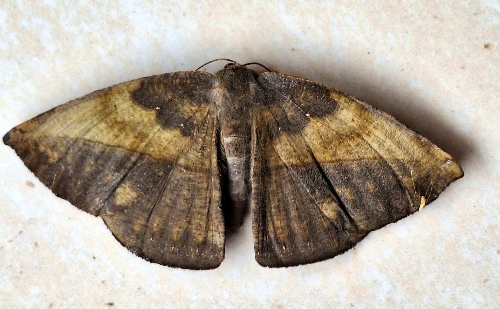 Oxydia apidania