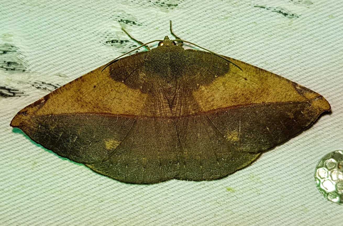 Oxydia apidania