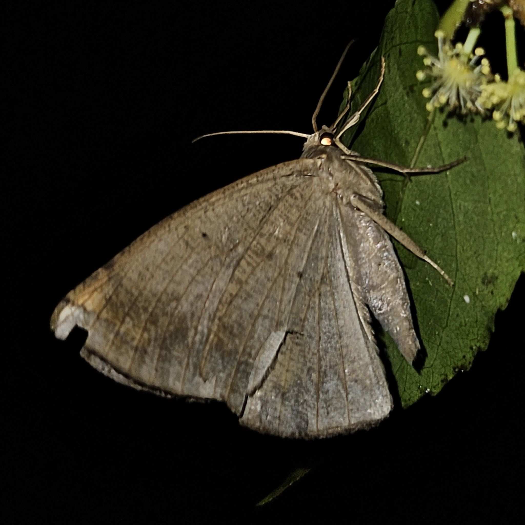 Oxydia apidania