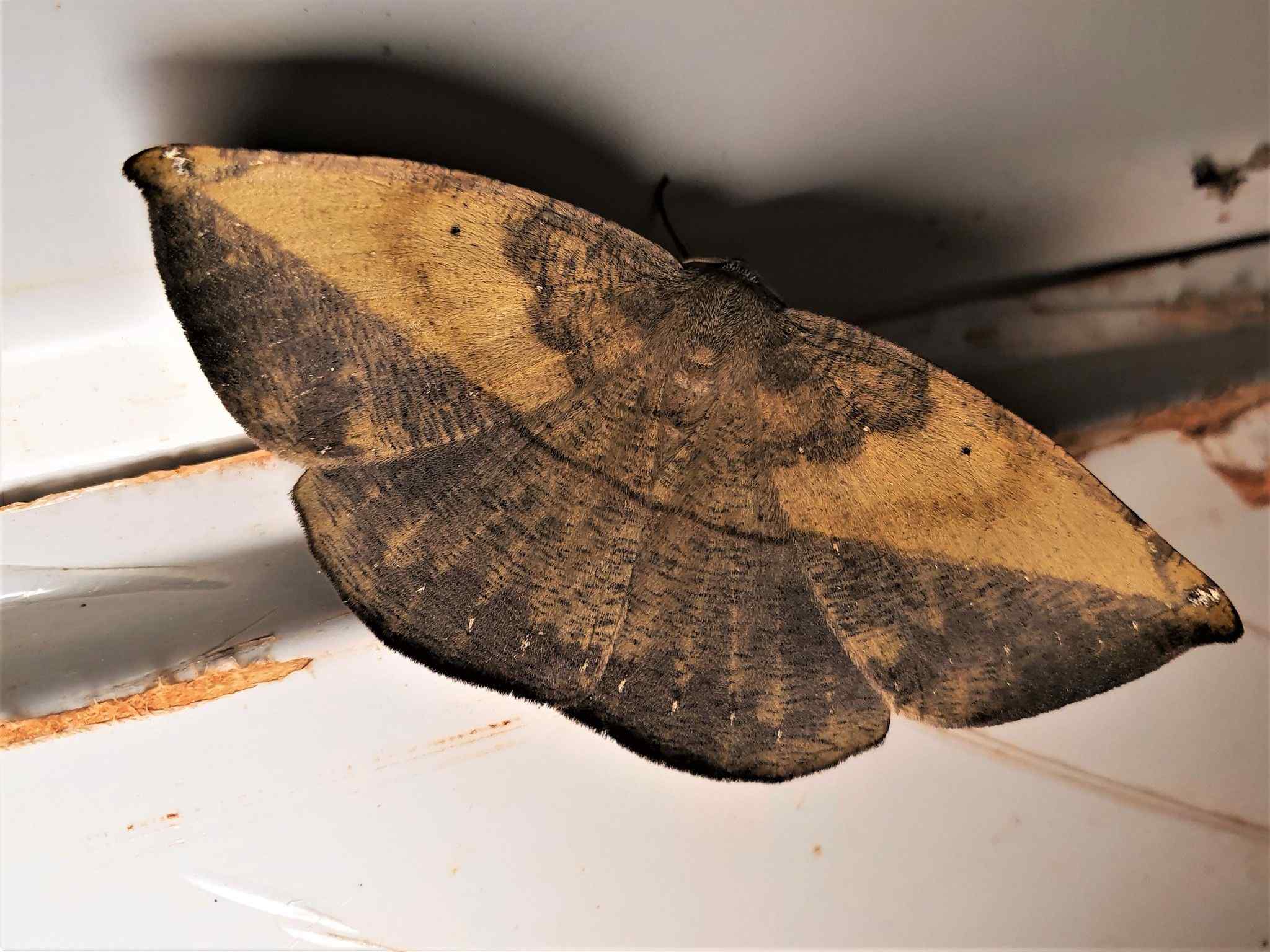 Oxydia apidania
