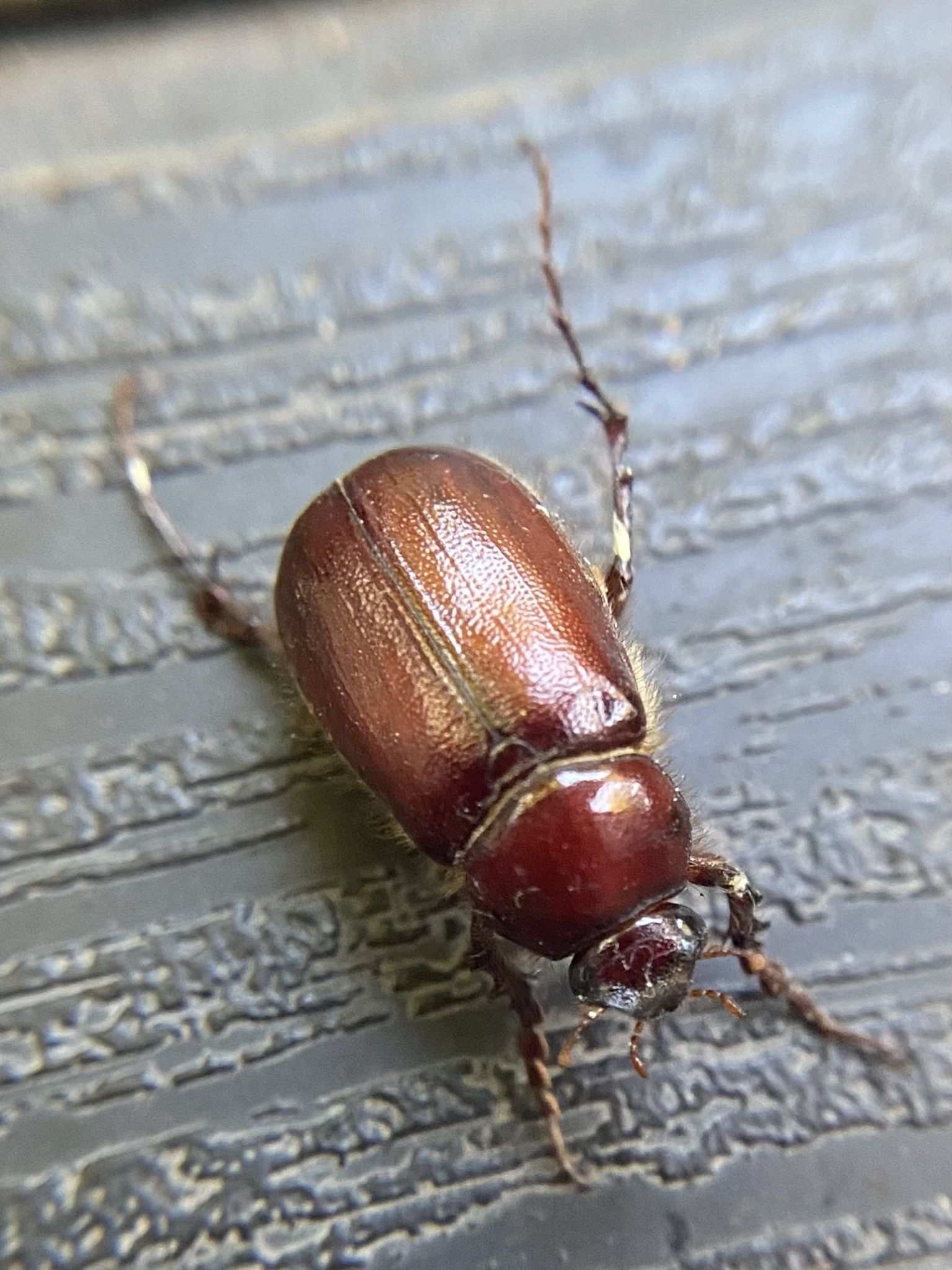 Liogenys