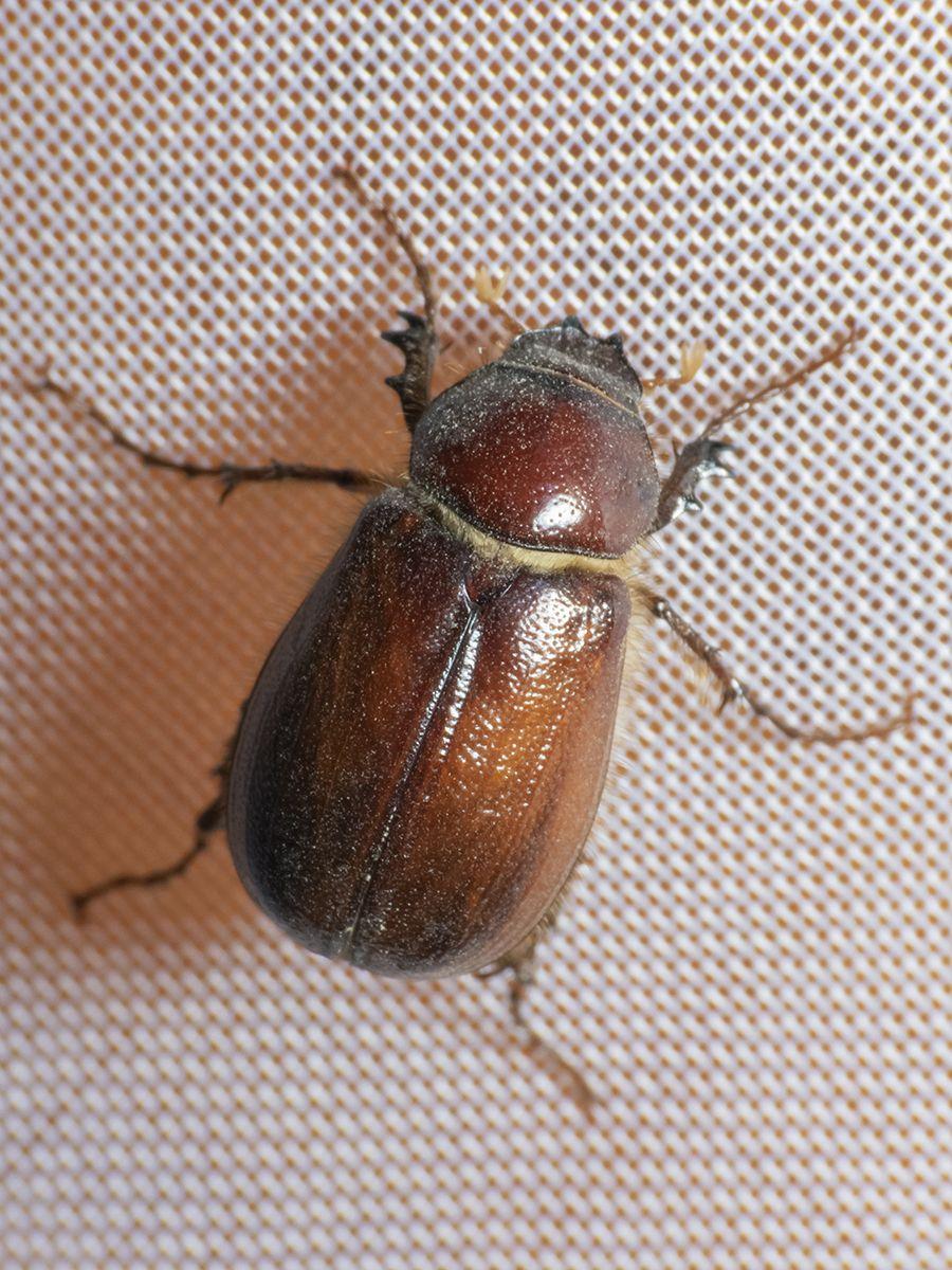 Liogenys