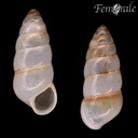 Zootecus insularis